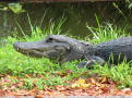 Everglades Alligator