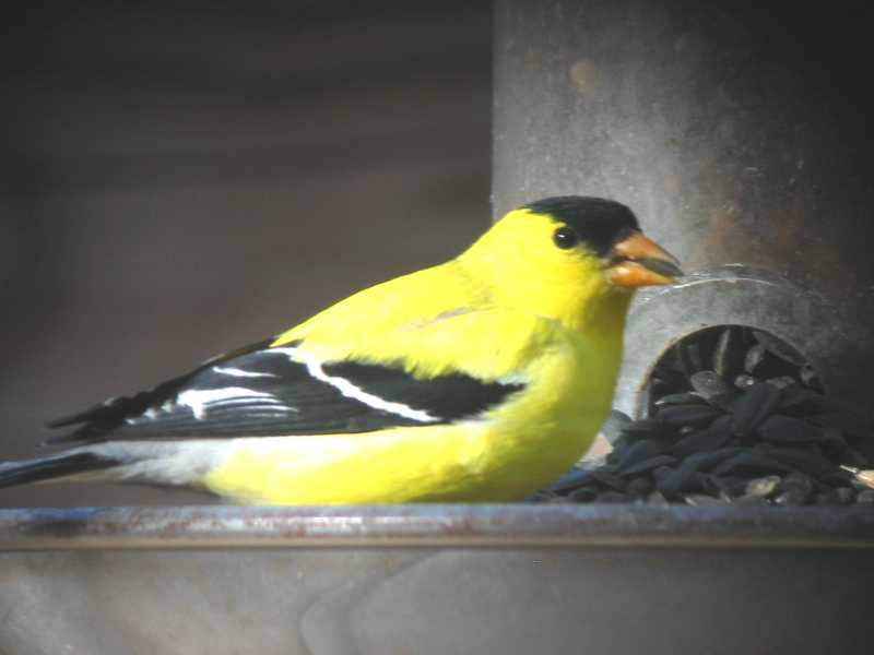 American Goldfinch