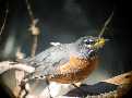 American Robin