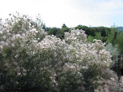 Apache Plume