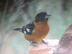 Black-headed Grosbeak