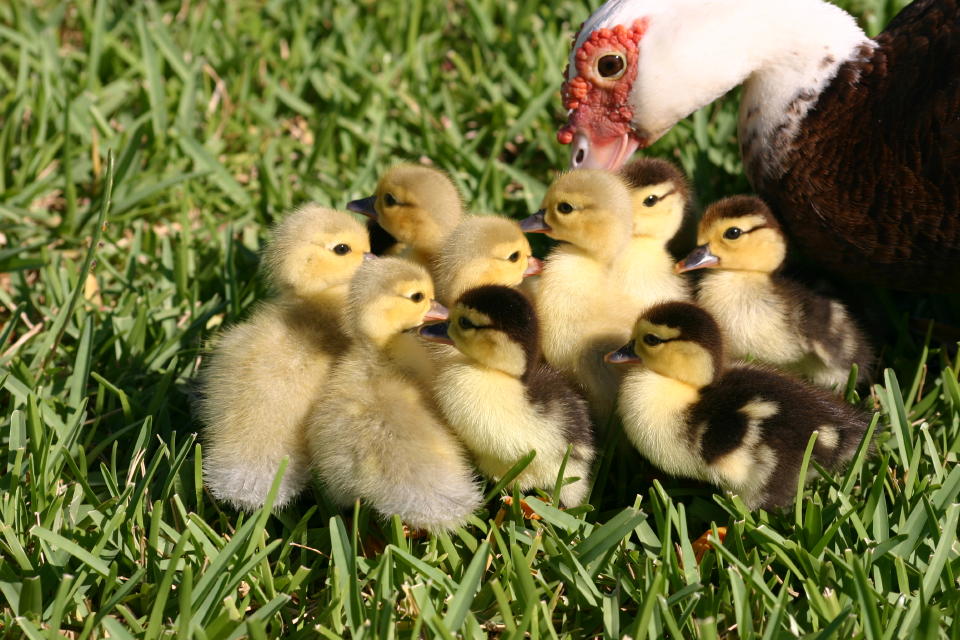 Muscovy ducklings