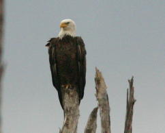 Eagle on watch