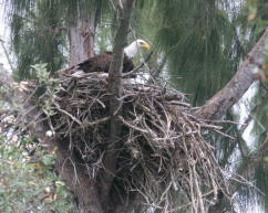 Eagle ready to fly