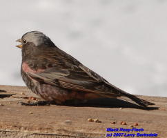 Black Rosy-Finch