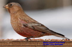 Brown-capped Rosy-Finch