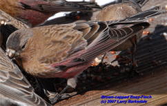 Brown-capped Rosy-Finch