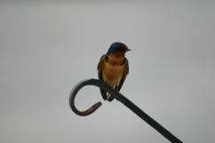 Barn Swallow