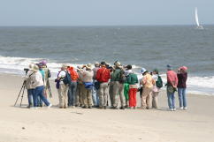 Beach Birding
