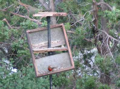 Bear Damage July 03 (2)