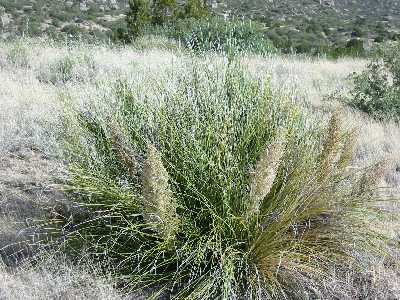 Bear Grass