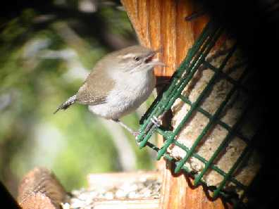 Bewick's Wren