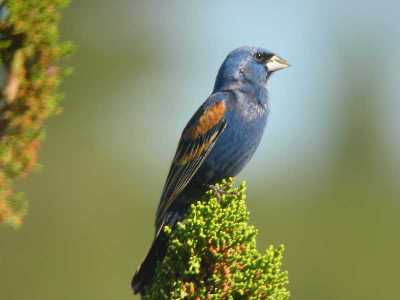 Blue Grosbeak in juniper