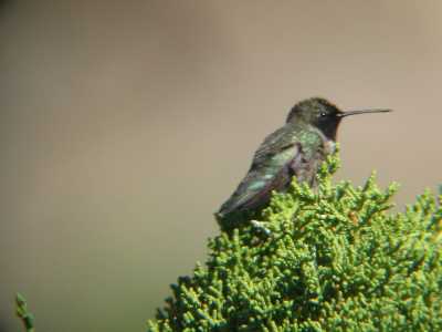 Black-chinned Hummingbird