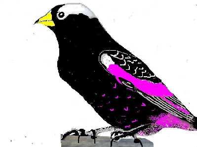 Black Rosy-finch