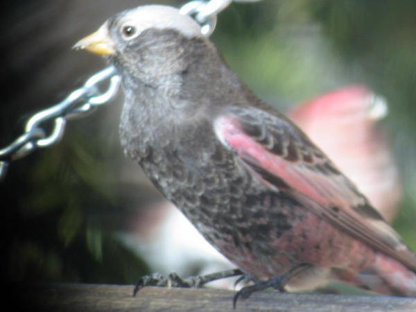 Black Rosy-finch