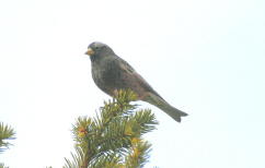 Black Rosy-finch 23 FEB 04