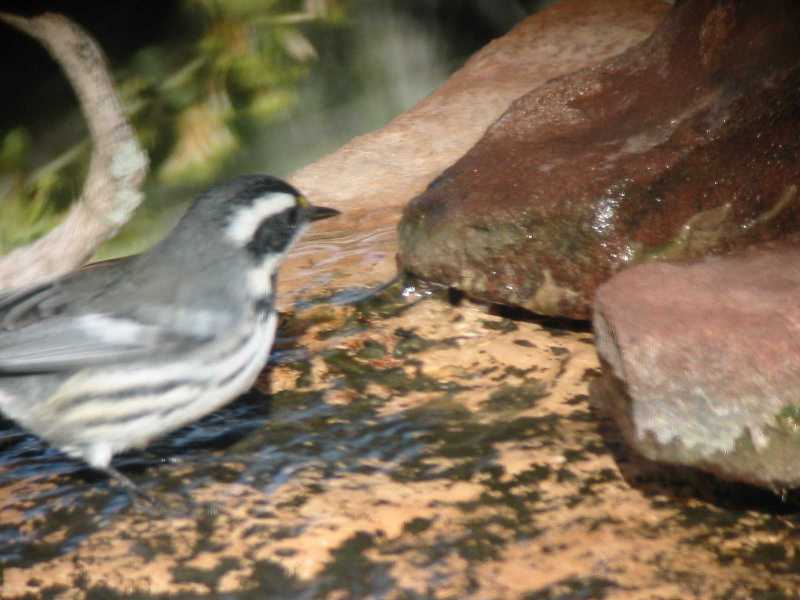 Black-throated Gray Warbler