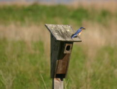 Eastern Bluebird