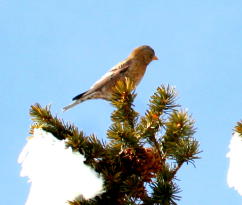 Brown-capped Rosy-finch 09 FEB 05