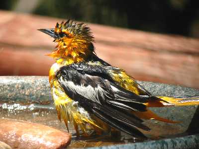 Bullocks Oriole, Wet