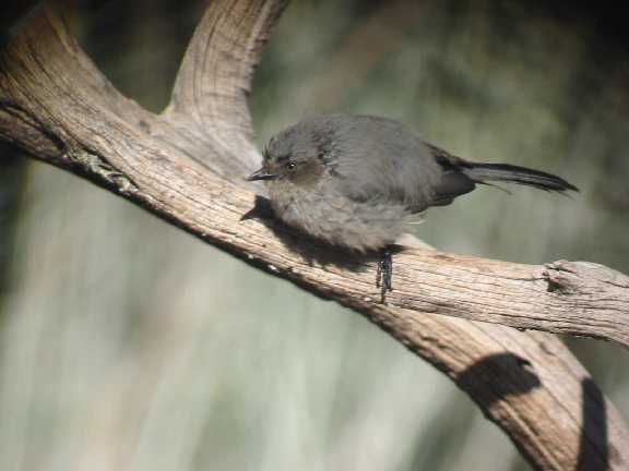 Bushtit