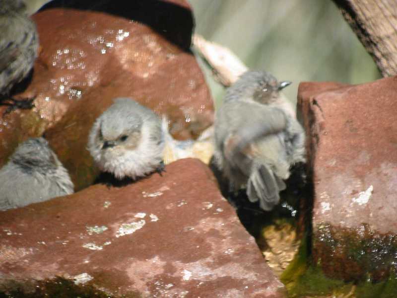 Bushtits Bathing
