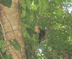 Capuchin Monkey