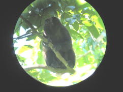 Howler Monkey