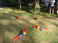 Scarlet Macaws