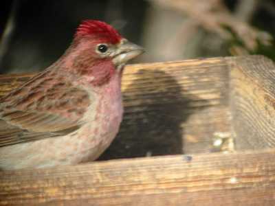 Cassins Finch Male