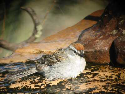 Chipping Sparrow