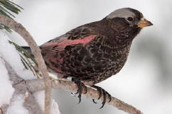 Black Rosy-Finch