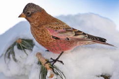 Brown-capped Rosy-Finch