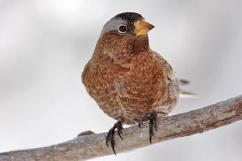 Gray-crowned Rosy-Finch