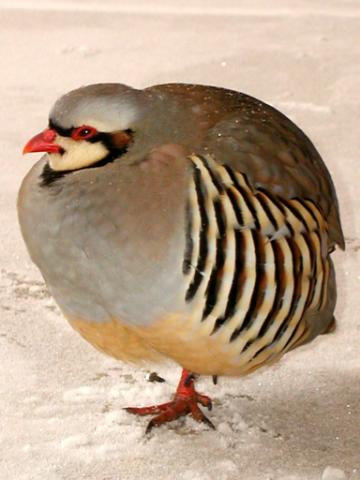 Chukar2.jpg