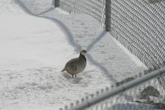 Chukar under Feeder #2 23 FEB 04