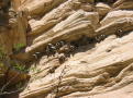 Cliff Swallow nests