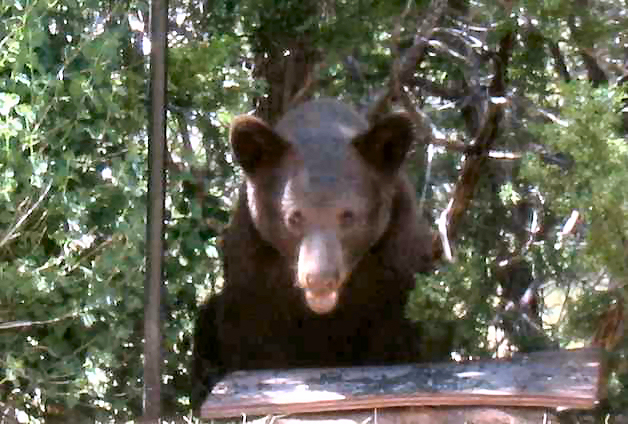 Close-up of Bear