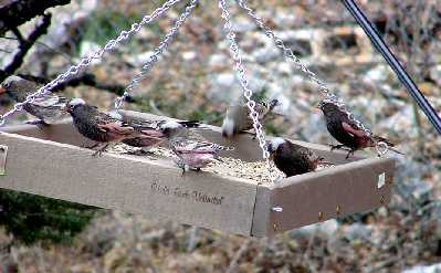 Close-up Black Rosy-finches at deck feeder