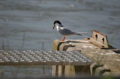 Common Tern