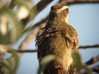 Contour Feathers of back