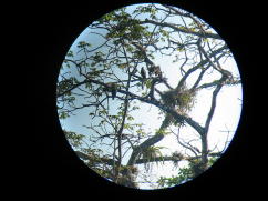 Mangrove Hawks