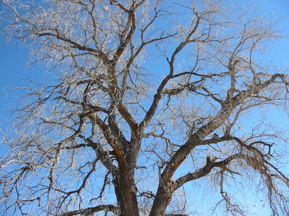 The Story of Fluff, A Cottonwood Seed