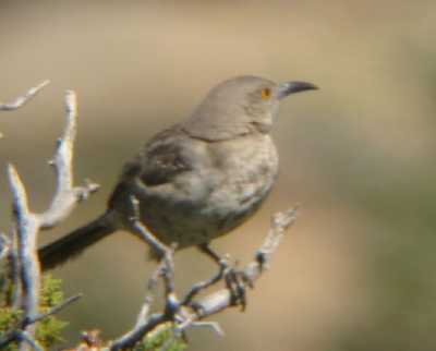 Curve-billed Thrasher