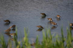 Dowitchers Feeding