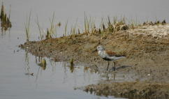 Dunlin