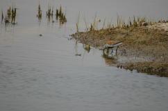 Dunlin