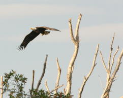 Eagle bringing stick