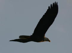 Eagle In Flight